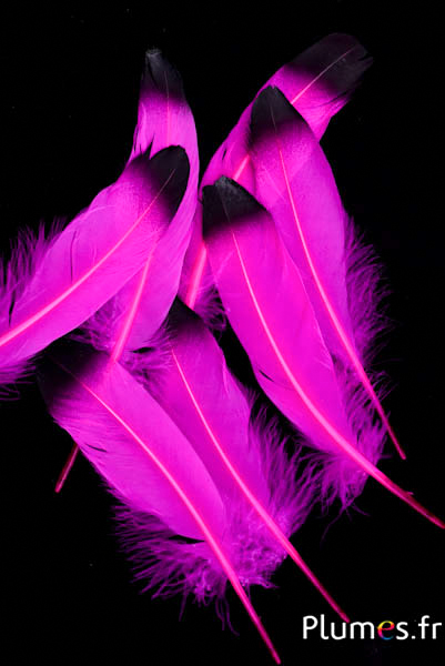 Oie pointe noire - 15-21 cm - fuchsia